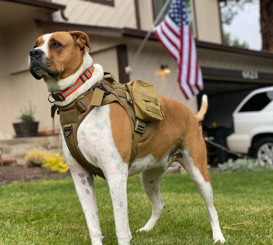 Maximize Control and Safety: The Essential Guide to Tactical Dog Leashes with Dual Handles and Seat Belt Buckles